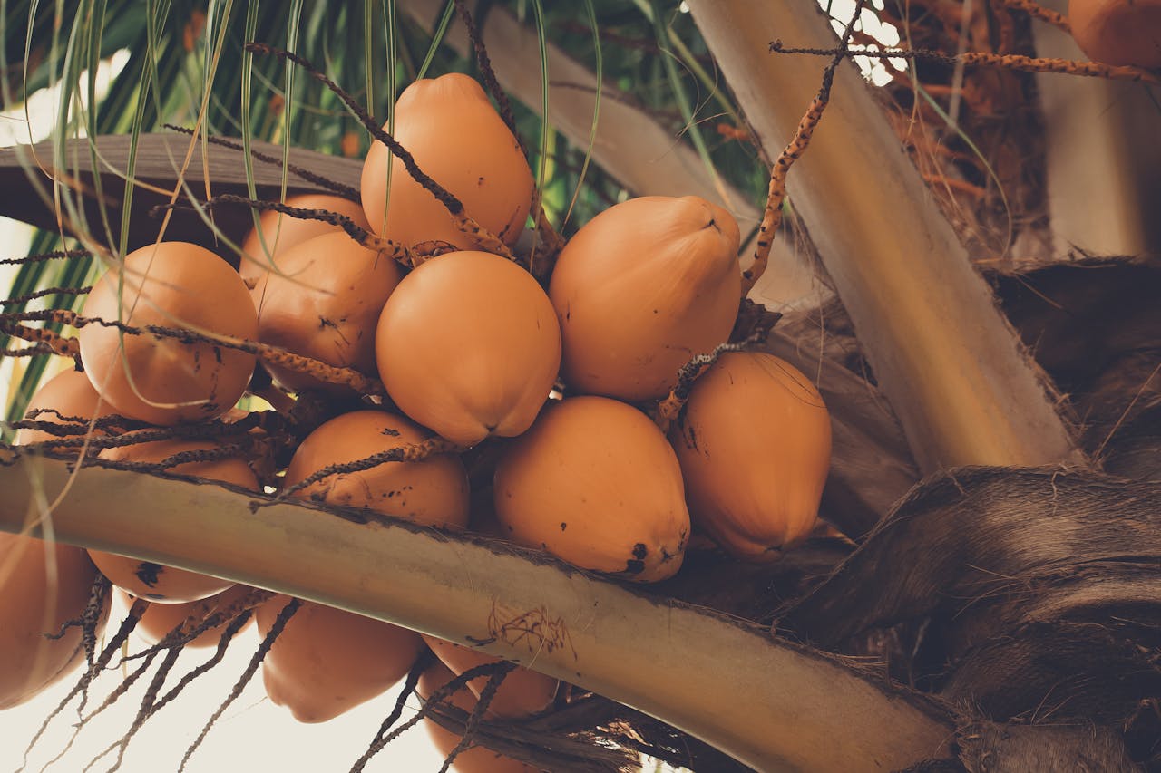 The Journey of Shurobhi Coconut Oil